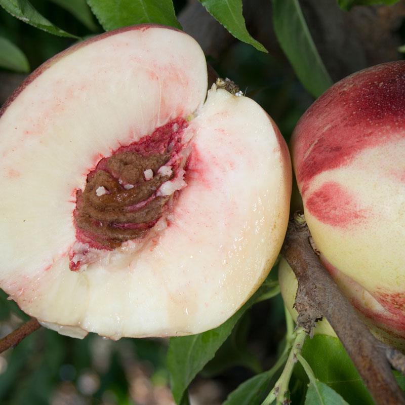 Heavenly White Nectarine Tree Grow Organic