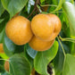 Asian Pears, 4 on 1 Multi Grafted Fruit Tree Grow Organic