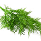 Organic Bouquet Dill Grow Organic