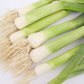 Varna Leek Seeds (Organic) Peaceful Valley