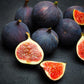 Improved Brown Turkey fig tree product image