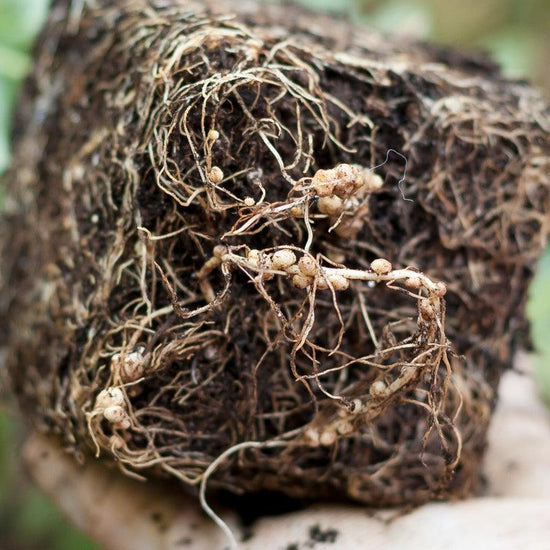 Cover Crop inoculant thumbnail