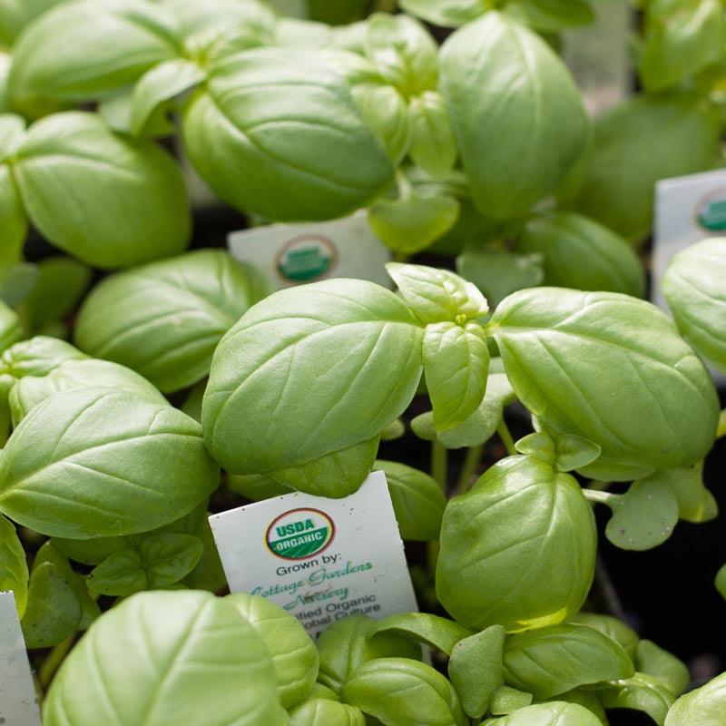 Genovese Basil Seeds (Organic) Peaceful Valley