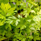 Italian Parsley Seeds (Organic) Peaceful Valley