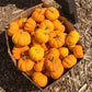 Jack Be Little Pumpkin Seeds (Organic) Peaceful Valley