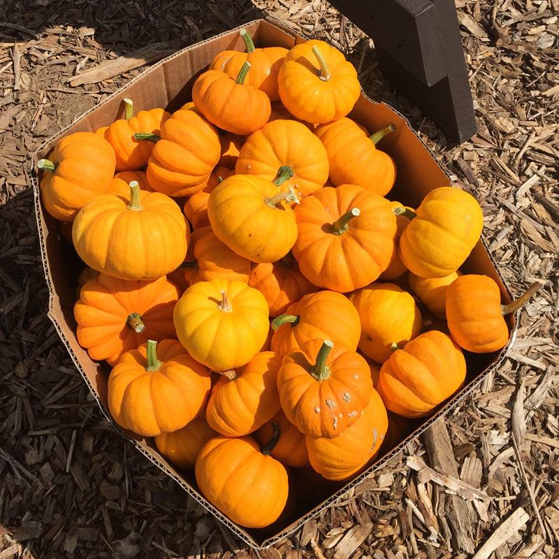Jack Be Little Pumpkin Seeds (Organic) Peaceful Valley