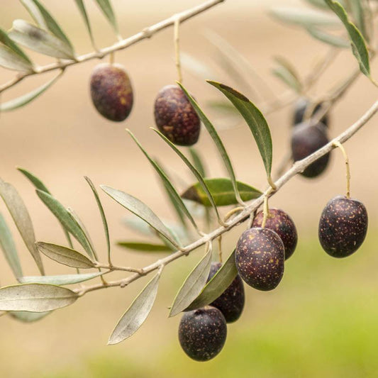 Dark purple speckled olives hanging from slender branches