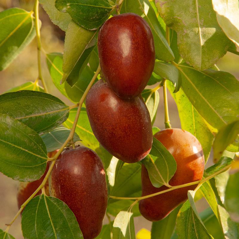 Jujube GA 866 Tree Grow Organic