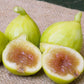 Kadota fig tree product image