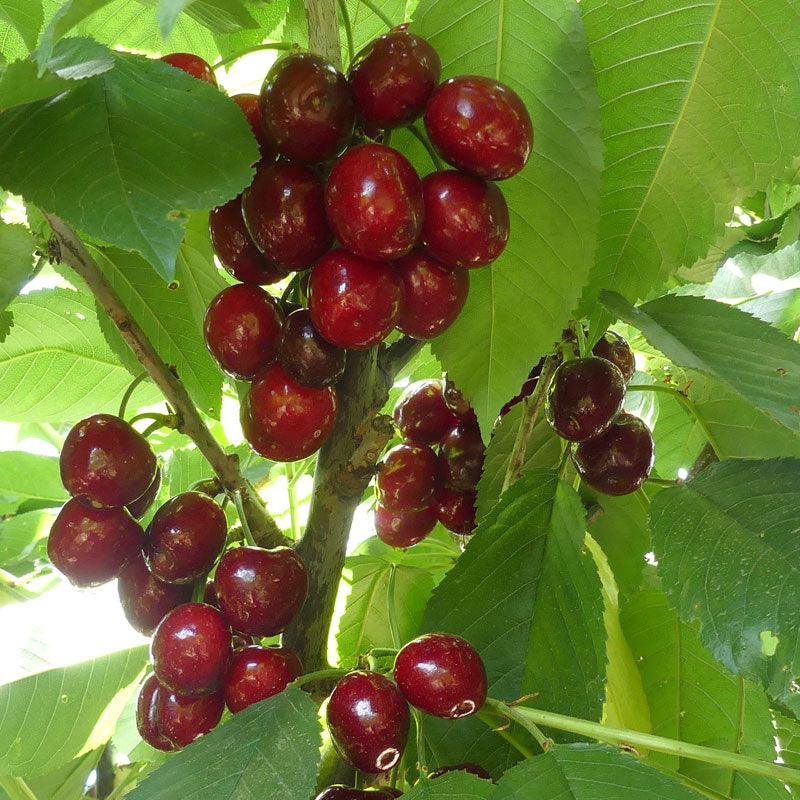 Lapins Cherry Tree Semi-Dwarf BareRoot Grow Organic
