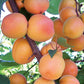 Leah Cot Aprium Tree Grow Organic