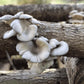 Organic Blue Oyster Mushroom Outdoor Log Growing Kit North Spore