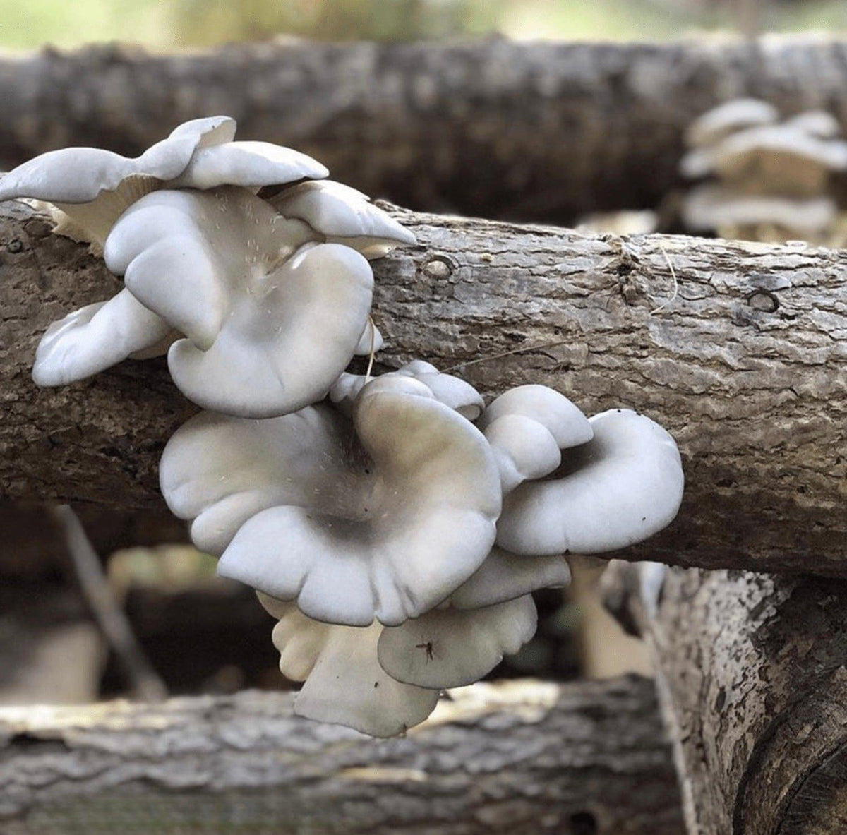 Organic Blue Oyster Mushroom Outdoor Log Growing Kit North Spore