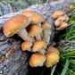 Organic Chestnut Mushroom Outdoor Log Kit North Spore