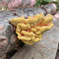 Organic Chicken of the Woods Mushroom Outdoor Log Kit North Spore