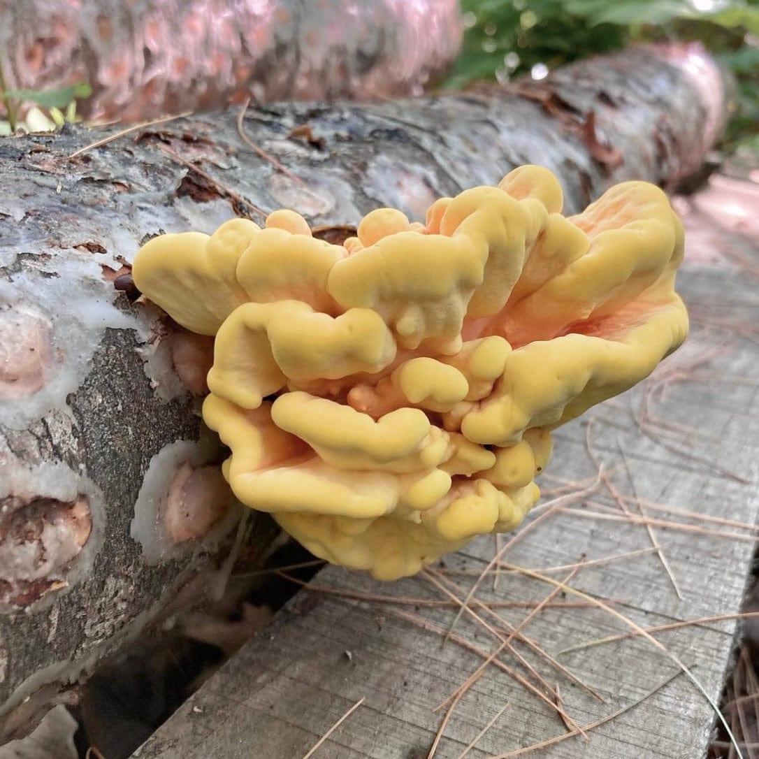 Organic Chicken of the Woods Mushroom Outdoor Log Kit North Spore