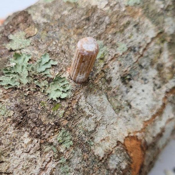 Organic Chicken of the Woods Mushroom Outdoor Log Kit North Spore