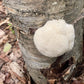 Organic Lion's Mane Mushroom Outdoor Log Growing Kit North Spore