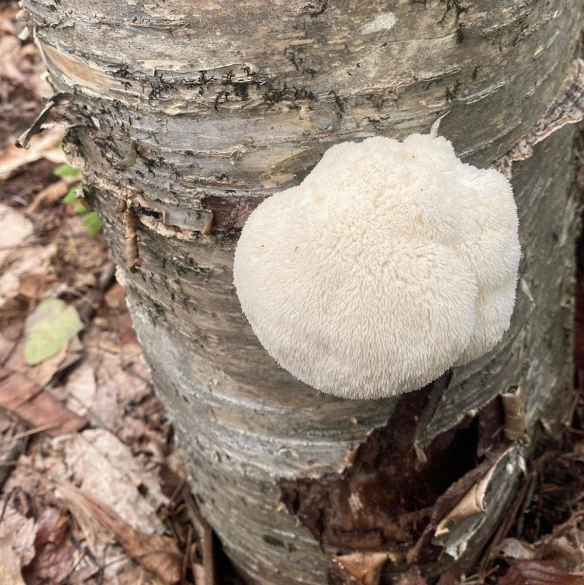 Organic Lion's Mane Mushroom Outdoor Log Growing Kit North Spore