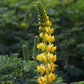 Lupine, Yellow 1/4lb Grow Organic