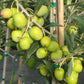 Cluster of green olives ripening beside a wooden stake