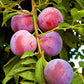 Methley Plum Tree Grow Organic