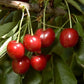 Minnie Royal Cherry Tree Grow Organic
