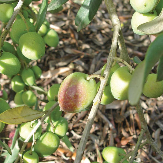 Green olives ripening in clusters on a leafy branch