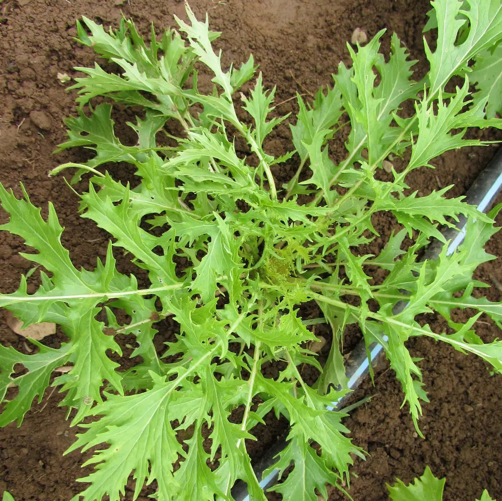 Mizuna Seeds (Organic) Hudson Valley Seed Company