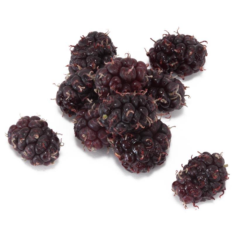 Persian Mulberry Tree Grow Organic