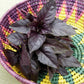 Purple Opal Basil (Organic) Renee's Garden