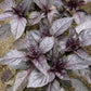 Purple Opal Basil (Organic) Renee's Garden