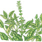 Sweet Basil Seeds (Organic) Peaceful Valley