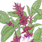 Thai Basil Seeds (Organic) Peaceful Valley