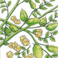 Garbanzo Golden Dragon Bush Bean Seeds (Organic) Peaceful Valley