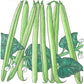 Provider Bush Bean Seeds (Organic) Peaceful Valley
