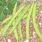 Pinto Bean Seeds (Organic) Peaceful Valley