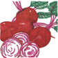 Chioggia Beet Seeds (Organic) Peaceful Valley