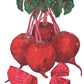 Detroit Dark Red Beet Seeds (Organic) Peaceful Valley