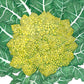 Romanesco Broccoli Seeds (Organic) Peaceful Valley