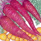 Dragon Carrot Seeds (Organic) Peaceful Valley
