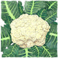 Snowball Cauliflower Seeds (Organic) Peaceful Valley