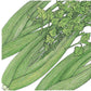 Tall Utah Celery Seeds (Organic) Peaceful Valley