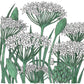 Garlic Chives Seeds (Organic) Peaceful Valley
