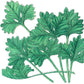 Cilantro Seeds (Organic) Peaceful Valley