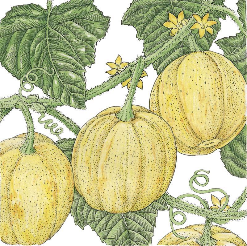 Lemon Cucumber Seeds (Organic) Peaceful Valley