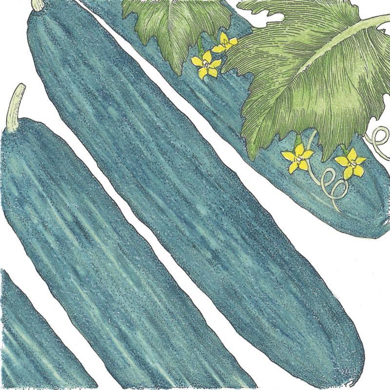 Muncher Cucumber Seeds (Organic) Peaceful Valley