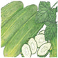 National Pickling Cucumber Seeds (Organic) Peaceful Valley