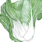 Pak Choi  Baby Shanghai Greens Seeds (Organic) Peaceful Valley
