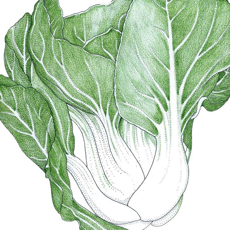 Pak Choi  Baby Shanghai Greens Seeds (Organic) Peaceful Valley